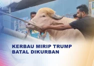 Kerbau Bergaya Rambut Donald Trump Viral, Batal di Kurban di Bangladesh