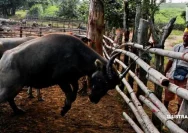 Kerbau Kurban Mengamuk di Kudus, Polisi Terpaksa Melumpuhkannya