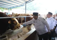 Kesehatan Hewan Kurban Terjamin, Stok Sapi di Jambi Surplus Jelang Iduladha 2026