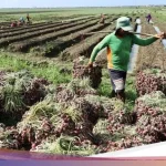 Landep Dukung Pemkab Brebes Blokir Bawang Bombay Kecil Jelang Panen Raya