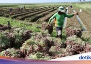 Landep Dukung Pemkab Brebes Blokir Bawang Bombay Kecil Jelang Panen Raya