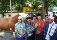 Masjid Al-Hijriyah Angsau Terima Sapi Kurban Limosin dari Presiden Prabowo