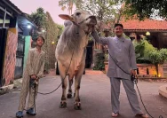 Momen Haru Irfan Hakim Lepaskan Sapi Kurban Kesayangannya Menjelang Iduladha 2026