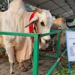 Pemerintah Siapkan Rp100 Miliar untuk 1.098 Ekor Sapi Kurban di 2026