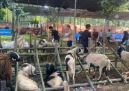 Pemkab Karawang Sebar Daging Kurban ke Desa Rawan Stunting untuk Tingkatkan Gizi Masyarakat