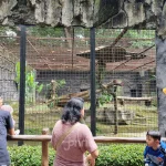 Pencurian Satwa di Kebun Binatang Bangkok: Dua Pelaku Ditangkap