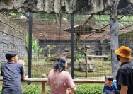 Pencurian Satwa di Kebun Binatang Bangkok: Dua Pelaku Ditangkap