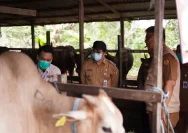 Pengawasan Ketat dalam Penyembelihan Sapi Arjuna untuk Cegah Kontaminasi Silang