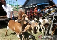 Perbandingan Antara Kurban dan Bansos: Mana yang Lebih Berarti untuk Masyarakat?