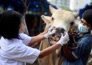 Puskeswan Pati Laksanakan Pemeriksaan Menyeluruh pada Hewan Kurban