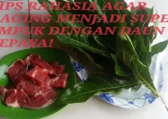Rahasia Daging Kurban Empuk dengan Daun Pepaya yang Wajib Diketahui