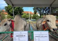 Sapi 800 Kg dari Kendal Jadi Kurban Dico Ganinduto di Idul Adha 2026