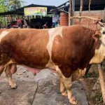 Sapi Simental 1 Ton Jadi Kurban Prabowo di Pucakwangi