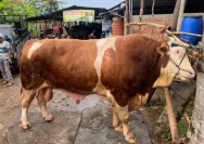 Sapi Simental Seberat 1 Ton Menjadi Kurban Prabowo di Hari Raya Iduladha