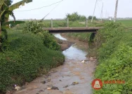 Sungai Mbango Tercemar Limbah Industri Tapioka, Membahayakan Sawah dan Tambak di Bulumanis Lor