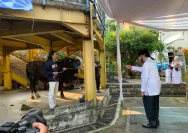 Surya Paloh Serahkan Hewan Kurban ke Masjid Nursiah Daud Paloh dalam Semangat Berbagi
