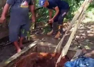 Tragedi Evakuasi Sapi Masuk Sumur di Pelaihari, Tanah Laut