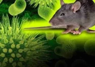 Virus Tikus Mengancam, Dinkes Karawang Perketat Surveilans untuk Mencegah Penyebaran Hantavirus