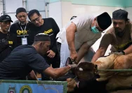 Wali Kota Sungai Penuh Sembelih Sapi Qurban, Tingkatkan Kepedulian Sosial di Idul Adha