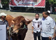 Wamensesneg Juri Ardiantoro: Sapi Kurban Prabowo Memperkuat Bantuan Sosial