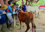 Warga Towuti Luwu Timur Antusias Berqurban, 603 Hewan Siap Disembelih Menjelang Idul Adha