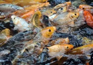 Australia Lawan Hama Ikan Mas dengan Mendorong Konsumsi