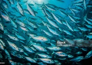 BRIN Deteksi Sinyal Awal Upwelling Musim Timur 2026 di Perairan Indonesia