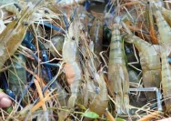 Budidaya Udang Galah di Lereng Gunung Muria: Menciptakan Keberhasilan di Kawasan Kudus
