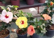 Cara Menanam Bunga Sepatu di Pot dengan Sukses
