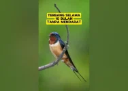 Fakta Menarik Burung Layang-Layang: Mampu Terbang 10 Bulan Tanpa Patah Hati
