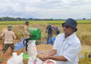 Hasil Panen Gabah di Demak Tahun Ini Melimpah, Mendukung Ketahanan Pangan Nasional
