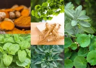 Obat Herbal Pereda Demam: Apa Saja yang Bisa Anda Gunakan?