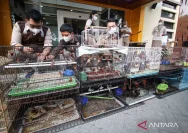 Pemberantasan Penyelundupan Burung di Merangin: Sat Intelkam Menggagalkan Upaya Penyelundupan Ratusan Burung