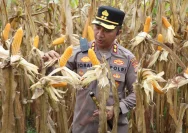 Polisi Kawal Ketahanan Pangan dengan Panen Jagung 18 Ton di Kudus