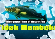 Rahasia Ikan Antartika: Mengapa Mereka Tidak Membeku di Air Dingin Eksrem?