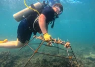 Restorasi Terumbu Karang di Teluk Ekas, Lombok: Pengalaman Wisata yang Lebih Bermakna